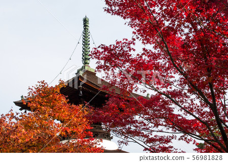 Jogakkoji寺廟秋葉 56981828