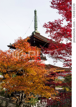 Jogakkoji寺廟秋葉 56981830