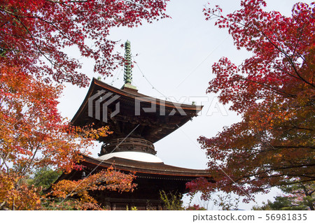 Autumn leaves of Jogakkoji Temple 56981835