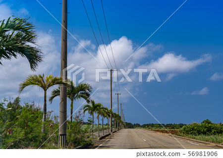 沖繩宮古島棕櫚樹成蔭的道路 沖繩宮古島棕櫚樹成蔭的道路 56981906