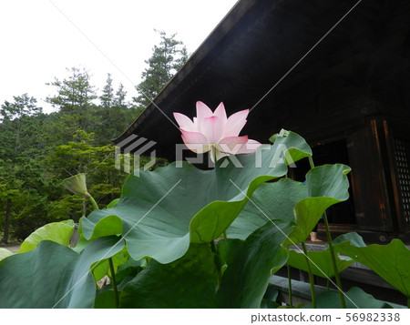 Himenji Himenji 56982338