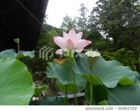 Himenji Himenji 56982339