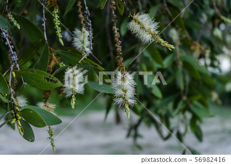 Close up of Melaleuca quinquenervia flower. 56982416