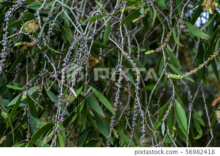 Close up of Melaleuca quinquenervia tree. Close up of Melaleuca quinquenervia tree. 56982418