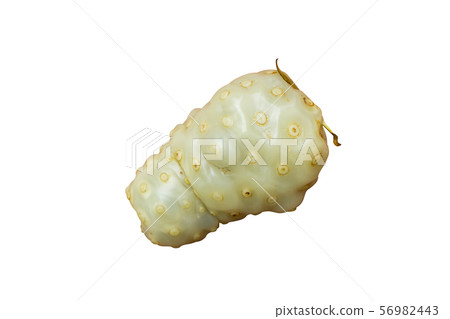 Ripe Indian Mulberry fruit Ripe Indian Mulberry fruit 56982443