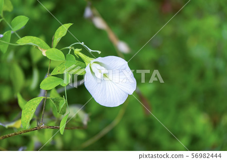 White Pea flower or Butterfly Pea flower White Pea flower or Butterfly Pea flower 56982444