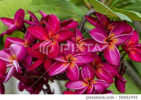 Branch of tropical red flowers frangipani Branch of tropical red flowers frangipani 56982445