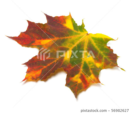 Multicolor autumnal maple-leaf Multicolor autumnal maple-leaf 56982627