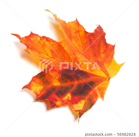 Autumn maple-leaf Autumn maple-leaf 56982628