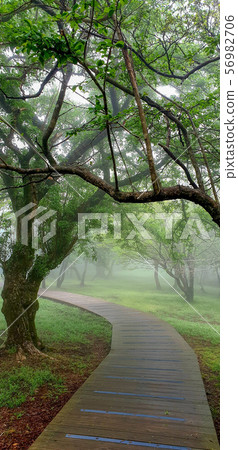 一條你想走的美麗的路，黎明的霧氣， 56982706