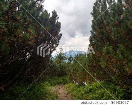 Juniper path in mountain Hiking through 56983037