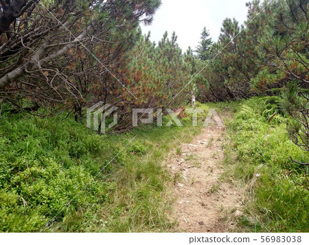 Juniper path in mountain Hiking through 56983038