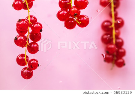 Sprigs of red currants with dew drops on a pink. 56983139