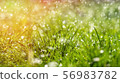 Green grass under water drops sun day light close 56983782