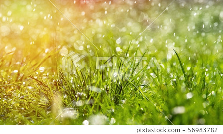 Green grass under water drops sun day light close Green grass under water drops sun day light close 56983782