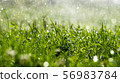 Green grass under water drops sun day light close 56983784