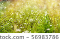 Green grass under water drops sun day light close 56983786
