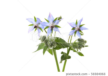 Borough of flowers 56984068