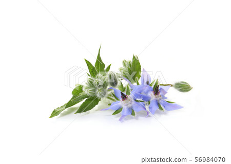 Borough of flowers 56984070