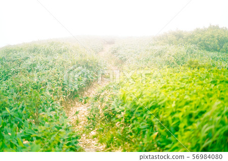 A mysterious torii nestled in the mist at the summit 56984080