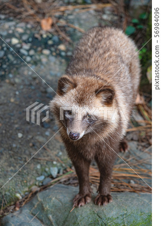 Tanuki in the forest Tanuki in the forest 56984096