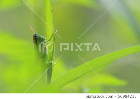 Tonosama grasshopper larva Tonosama grasshopper larva 56984213