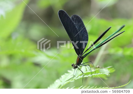 Atrocalopteryx蟬 56984709