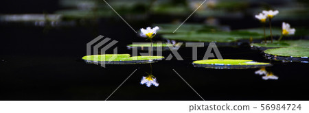 白煙 白煙 56984724