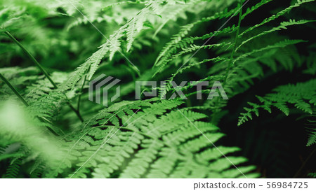 Green Fern Abstract Background. Natural background Green Fern Abstract Background. Natural background 56984725