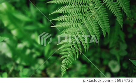 Green Fern Abstract Background. Natural background Green Fern Abstract Background. Natural background 56984726