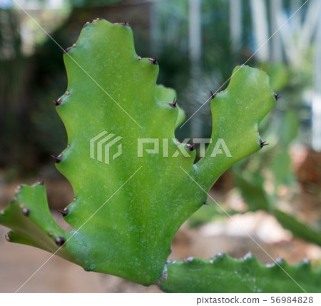 Cactus in tropical garden, close-up. Thailand Cactus in tropical garden, close-up. Thailand 56984828
