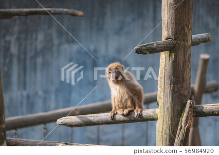 Japanese macaques 56984920