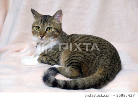 How many cats 56985427