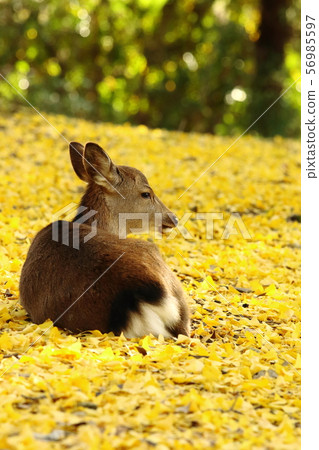 A deer A deer 56985597