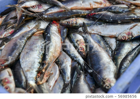 Raw herring in a blue box on the market Raw herring in a blue box on the market 56985656