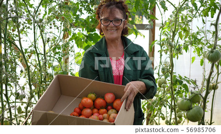 A woman farmer harvests in a greenhouse. The farmer holds a box of organic vegetables-tomatoes A woman farmer harvests in a greenhouse. The farmer holds a box of organic vegetables-tomatoes 56985706