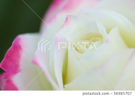 Rose Rose 56985707