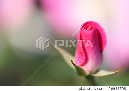 A bud A bud 56985708