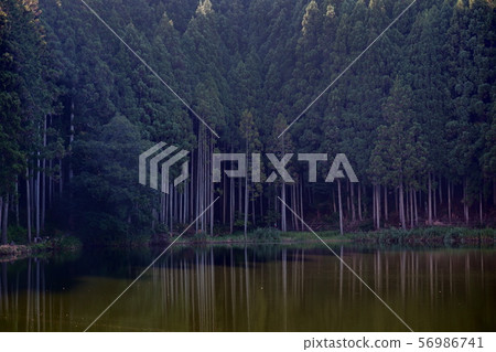 Forest reflected in a pond Forest reflected in a pond 56986741