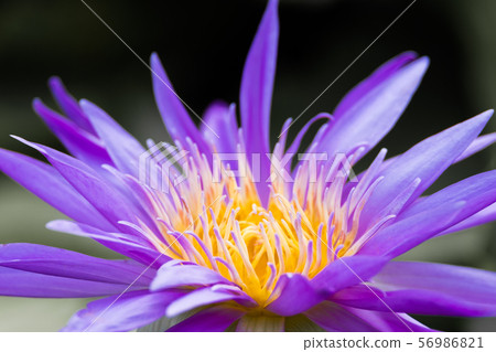 beautiful water lily bloom in pond beautiful water lily bloom in pond 56986821