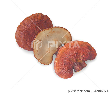 Lingzhi Mushroom Ganoderma Lucidum Isolated on Lingzhi Mushroom Ganoderma Lucidum Isolated on 56986971