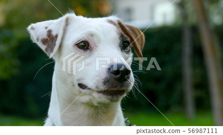 Jack Russell Terrier, Outdoors close up portrait. Jack Russell Terrier, Outdoors close up portrait. 56987111