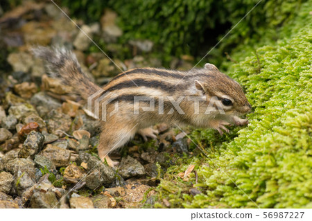 Squirrel hiding food Squirrel hiding food 56987227