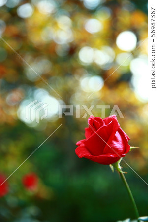 Rose Rose 56987367