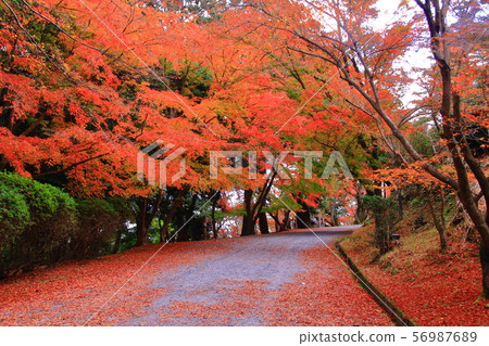 Autumn leaves in the precincts of Mitsui Temple (Otsu City, Shiga Prefecture) Autumn leaves in the precincts of Mitsui Temple (Otsu City, Shiga Prefecture) 56987689