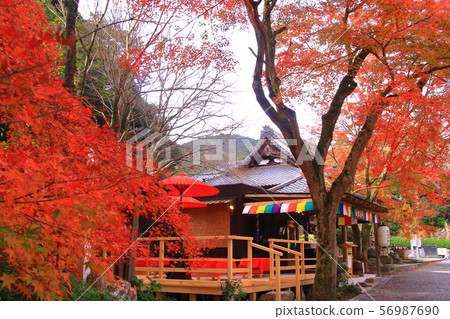 Autumn leaves in the precincts of Mitsui Temple (Otsu City, Shiga Prefecture) 56987690