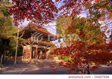 三井寺（滋賀縣大津市）的秋葉 56987696