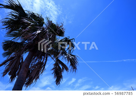 度假村 度假村 56987785