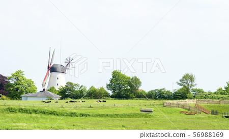 Dybbol Molle in the spring in Denmark 56988169