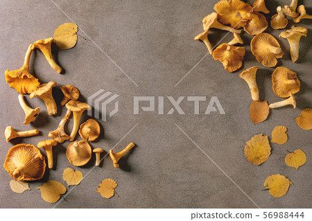Forest chanterelle mushrooms Forest chanterelle mushrooms 56988444